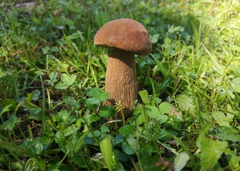 Sommersteinpilz (Boletus reticulatus) - © Bernard Wieser